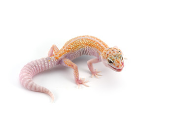  Leopard Gecko isolated on white background