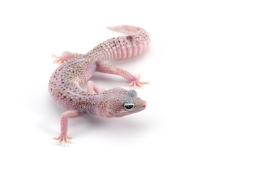  Leopard Gecko isolated on white background