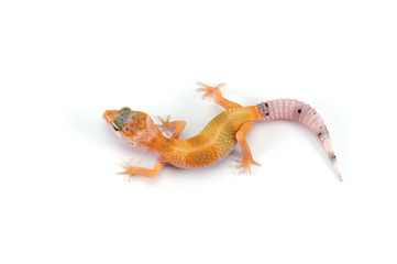  Leopard Gecko isolated on white background
