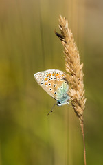 Common Blue Butterfly on Grass