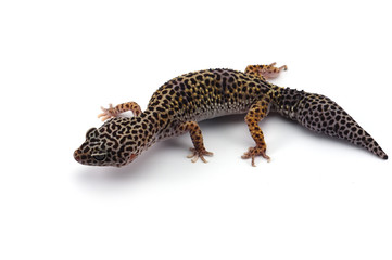  Leopard Gecko isolated on white background