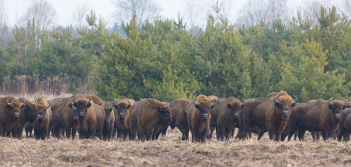 European Bison herd in snowless winter
