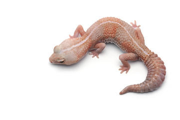 african fat tail gecko isolated on white background - Powered by Adobe
