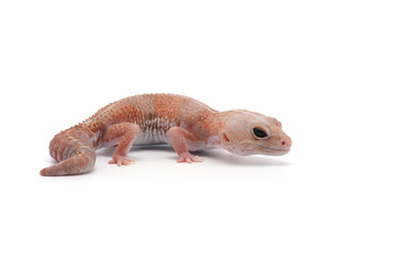 african fat tail gecko isolated on white background