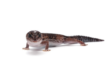 african fat tail gecko isolated on white background