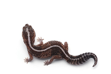 african fat tail gecko isolated on white background
