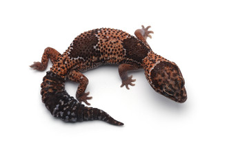 african fat tail gecko isolated on white background
