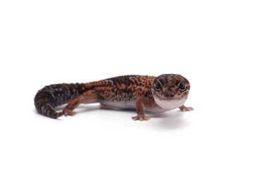african fat tail gecko isolated on white background