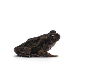 The Giant Toad isolated on white background