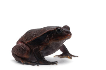 red tomato frog isolated on white background