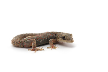 Kotschy's gecko isolated on white background 