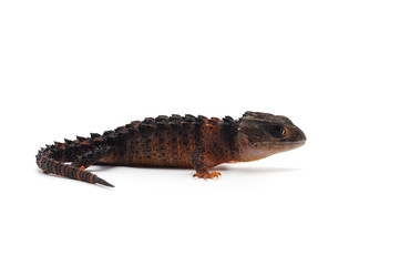 Red-eyed crocodile skinks isolated on white background