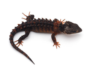 Red-eyed crocodile skinks isolated on white background