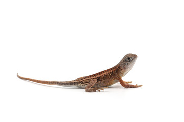 Malagasy terrestrial iguanian collared lizard isolated on white background