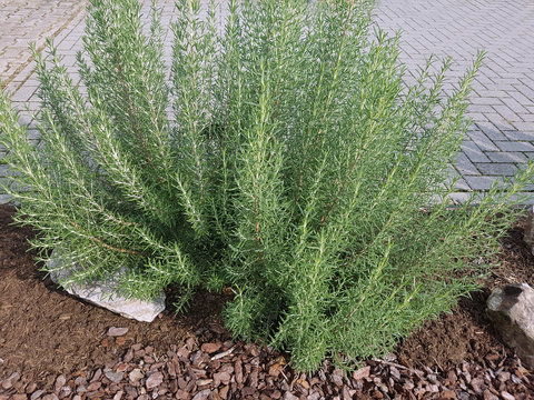 Rosmarin; Rosmarinus, officinalis, Arp, Strauch, Heilpflanze