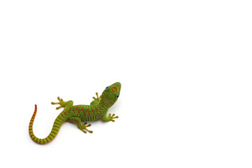 Madagascar gecko isolated on white background - obrazy, fototapety, plakaty