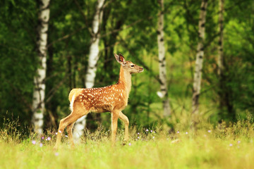 Naklejka na ściany i meble red deer youngster in a glade