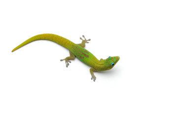 The gold dust day gecko isolated on white background - obrazy, fototapety, plakaty