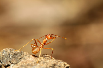 close up red ant on wood