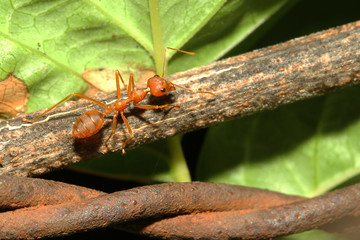 close up red ant on wood