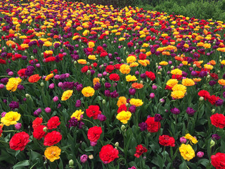 Garden with colorful flowers