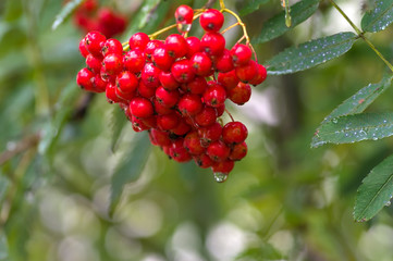 Red Rowan close-up