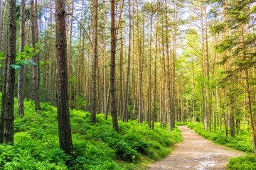 Wanderweg durch einen Kiefernwald