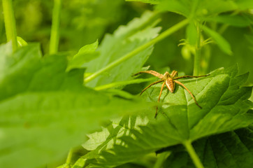 Fototapeta premium spider on the sheet of blackberry 
