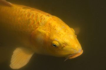 carp