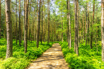 Wanderweg durch einen Kiefernwald