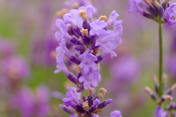 Lavande en fleurs. Gros plan.