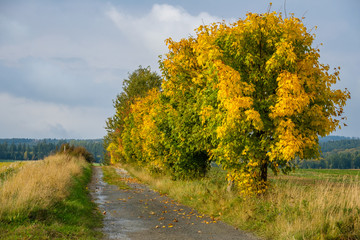 Naklejka premium Farben des Herbst Wald