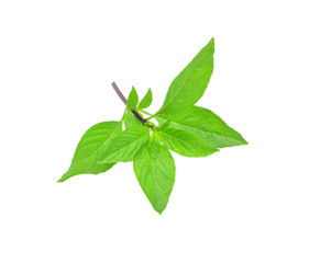 fresh green  sweet basil isolated on white background