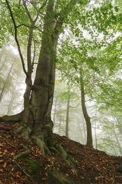 Misty beech forest