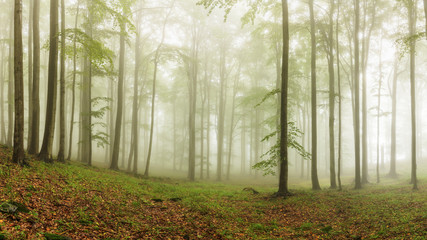 Misty beech forest - 174010972