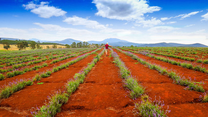 Bridestow Lavender Farm