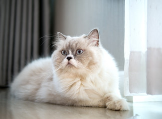 White Persian cat on the floor in living room
