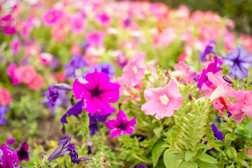 Fototapeta premium Beautiful multicolor of Petunia flowers in garden close up.