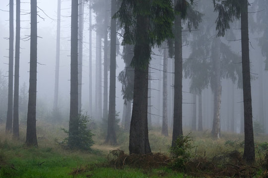 Fototapeta Farben des Herbst Wald