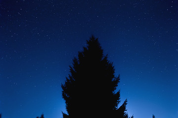 Milky way stars and tree silhouettes photographed with wide-angle lens. 