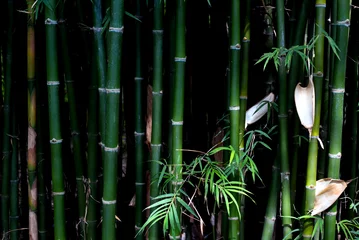 Afwasbaar Fotobehang Bamboe Low key green bamboo background
