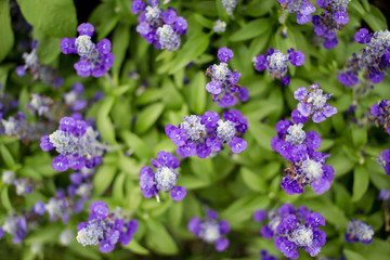 Beautiful lavenders close up in the garden with blurred larvender field background.