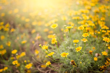 Obraz premium Yellow daisy flowers in garden close up.