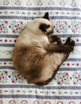 Overhead sight of curled up cat sleeping on quilt
