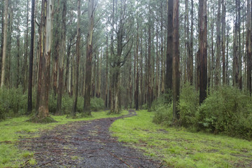 Path Through Forest