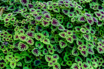 Green leaves floor