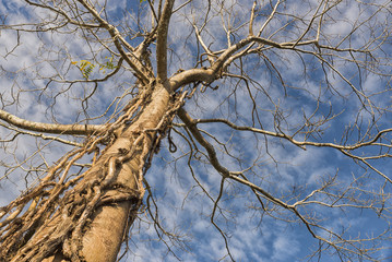 Dead and Dry Branch of tree with blue sky and white cloud background.Structure of Big tree (lonely tree) and no leaf at tropic of Thailand.Branch Tree and Nature Concept