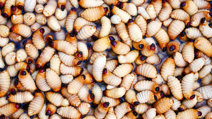 Rhynchophorus ferrugineus