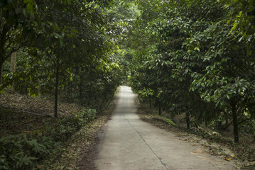 Fototapeta premium Road passing through forest, Koh Samui, Surat Thani Province, Thailand