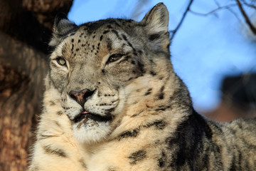 Elegant Snow Leopard
